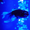 Art-Aquarium.09.02.2015-24