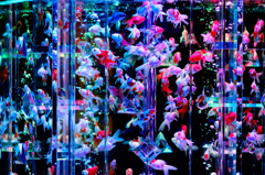 Art-Aquarium.09.02.2015-33