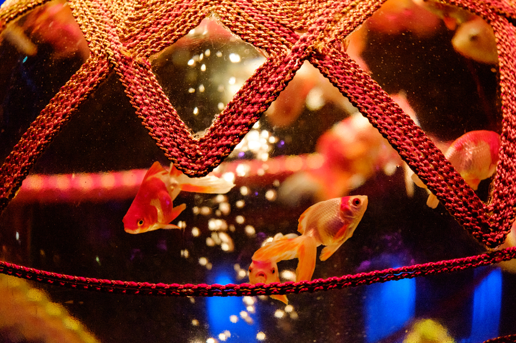 Art-Aquarium.09.02.2015-12