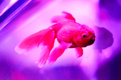 Art-Aquarium.09.02.2015-10