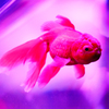 Art-Aquarium.09.02.2015-10