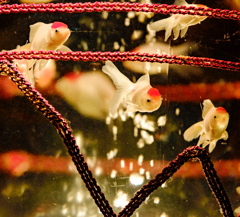 Art-Aquarium.09.02.2015-27