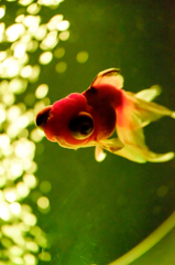 Art-Aquarium.09.02.2015-25