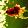 Art-Aquarium.09.02.2015-25