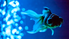 Art-Aquarium.09.02.2015-26