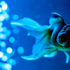 Art-Aquarium.09.02.2015-26