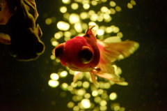 Art-Aquarium.09.02.2015-22