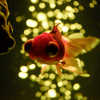 Art-Aquarium.09.02.2015-22