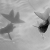 Art-Aquarium.09.02.2015-4