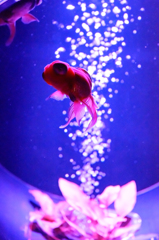 Art-Aquarium.09.02.2015-20