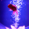 Art-Aquarium.09.02.2015-20