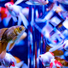 Art-Aquarium.09.02.2015-1
