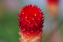 黄花千日紅