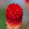 黄花千日紅