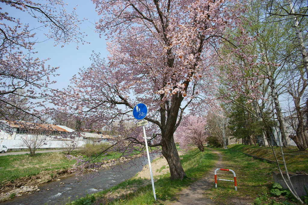 娘たちの通学路