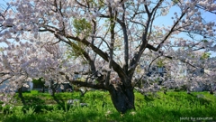 伊達市 気門別川の春景