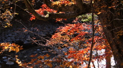 伊達市三階の滝付近の紅葉