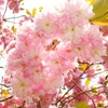 伊達市開拓記念館の桜