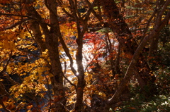伊達市大滝区 三階の滝の紅葉