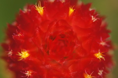 黄花千日紅