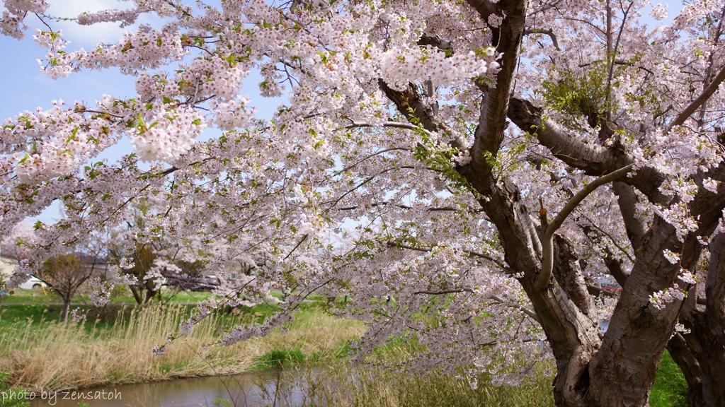 伊達市気門別川の桜並木