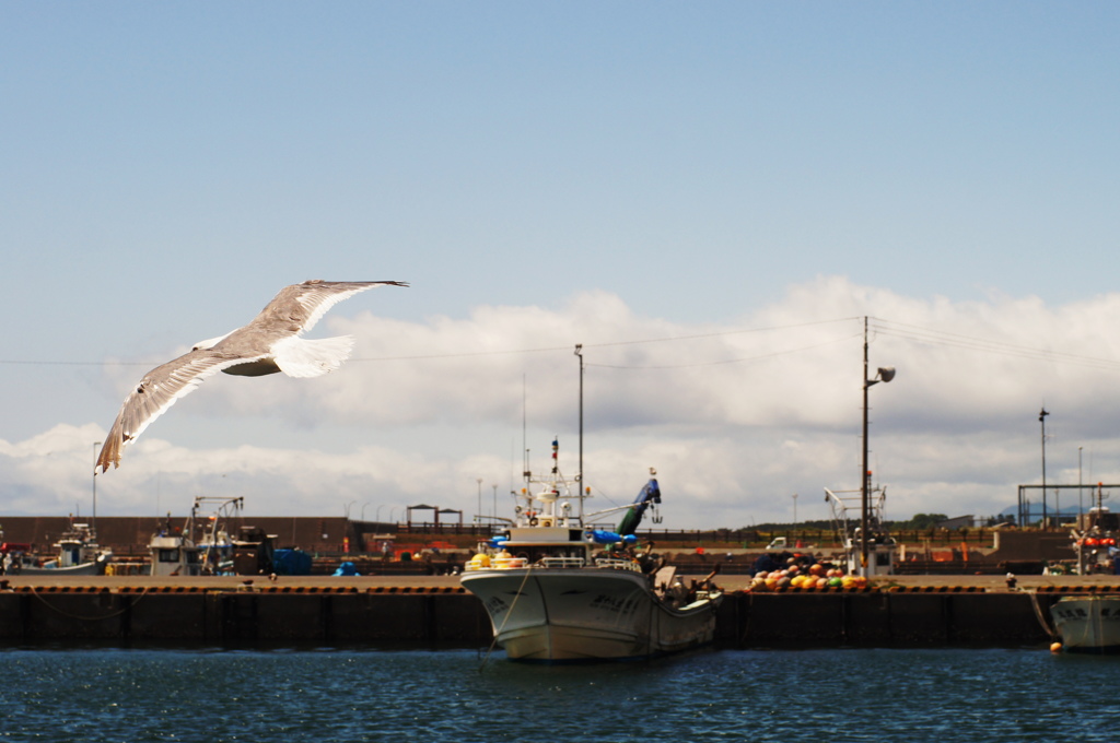 漁港　かもめの演技