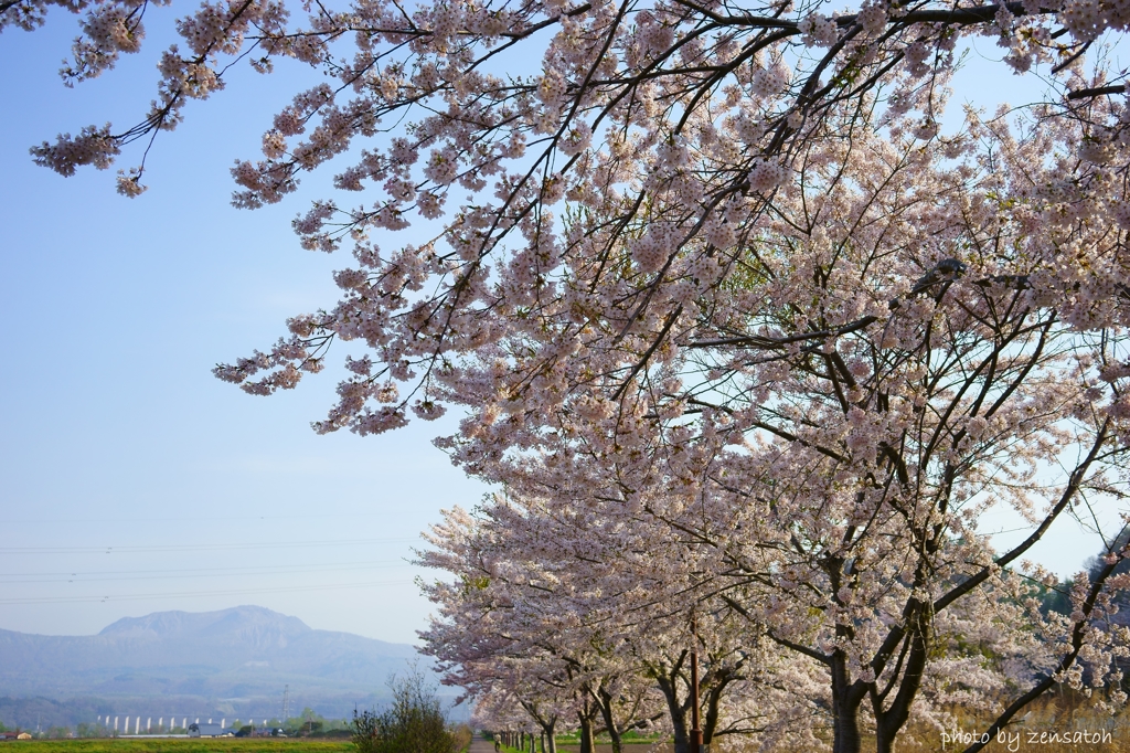有珠山と桜の道