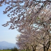 有珠山と桜の道