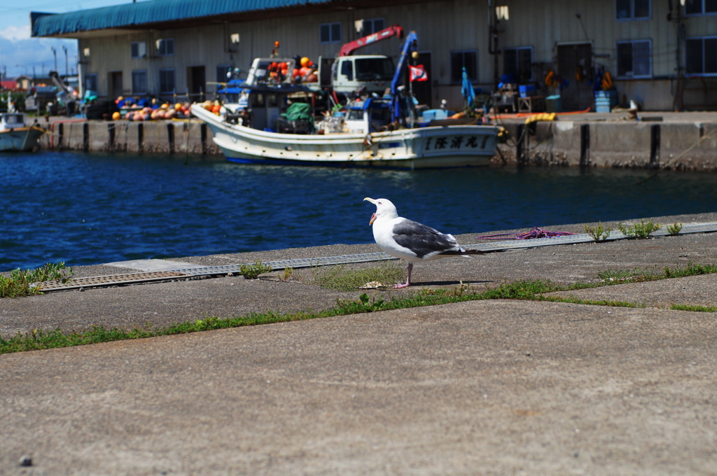 かもめのあくび　漁港にて