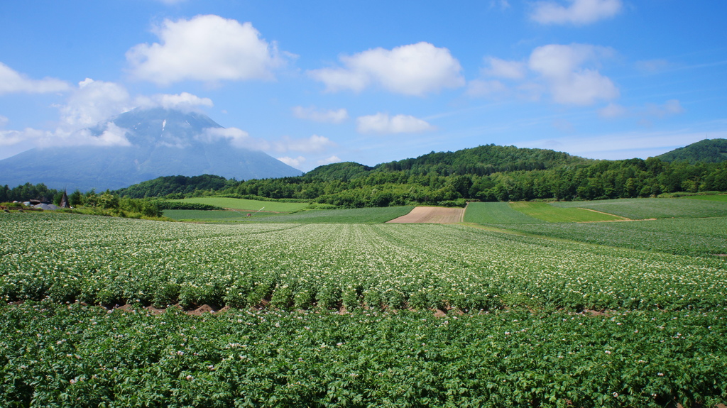 羊蹄山とじゃがいも畑