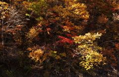 伊達市大滝区紅葉