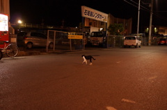 石垣島の夜　飲み屋街のネコ