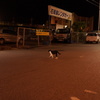 石垣島の夜　飲み屋街のネコ