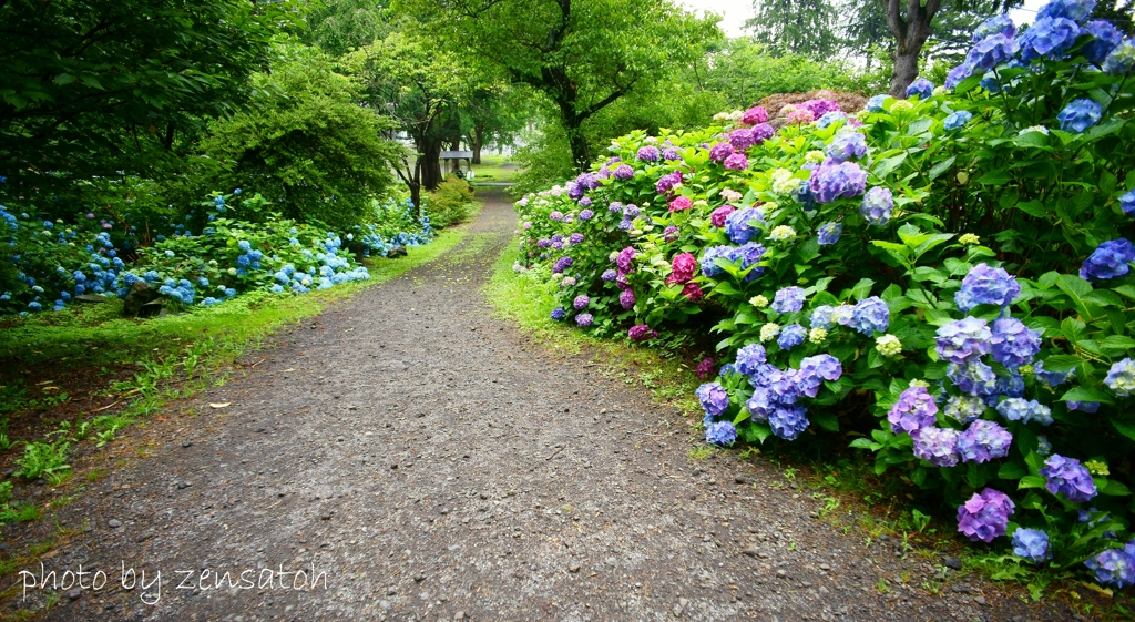 あじさいの咲く路　...有珠善光寺