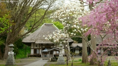 有珠善光寺の春景