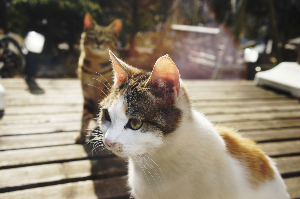 のぞきこむ