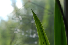 観葉植物とトトロ？