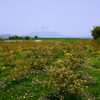 春の羊蹄山