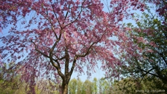 有珠善光寺の桜
