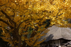 晩秋の有珠善光寺