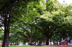 大通公園