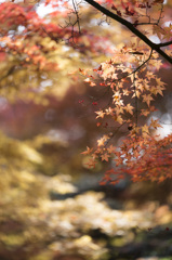 小春