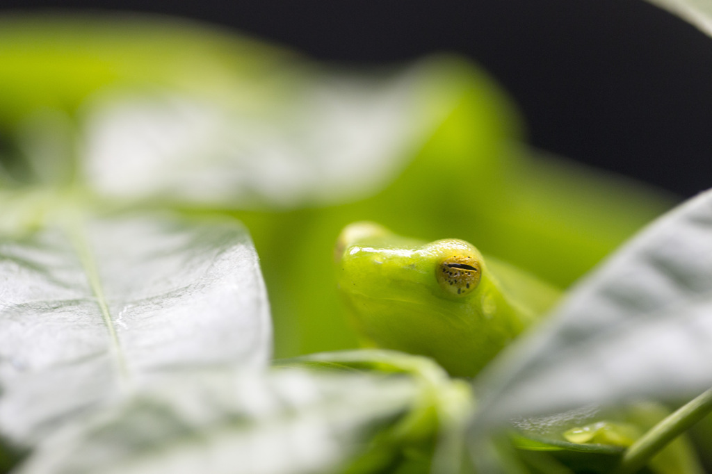 glass frog