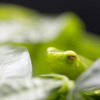 glass frog