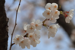 染井吉野
