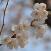 染井吉野