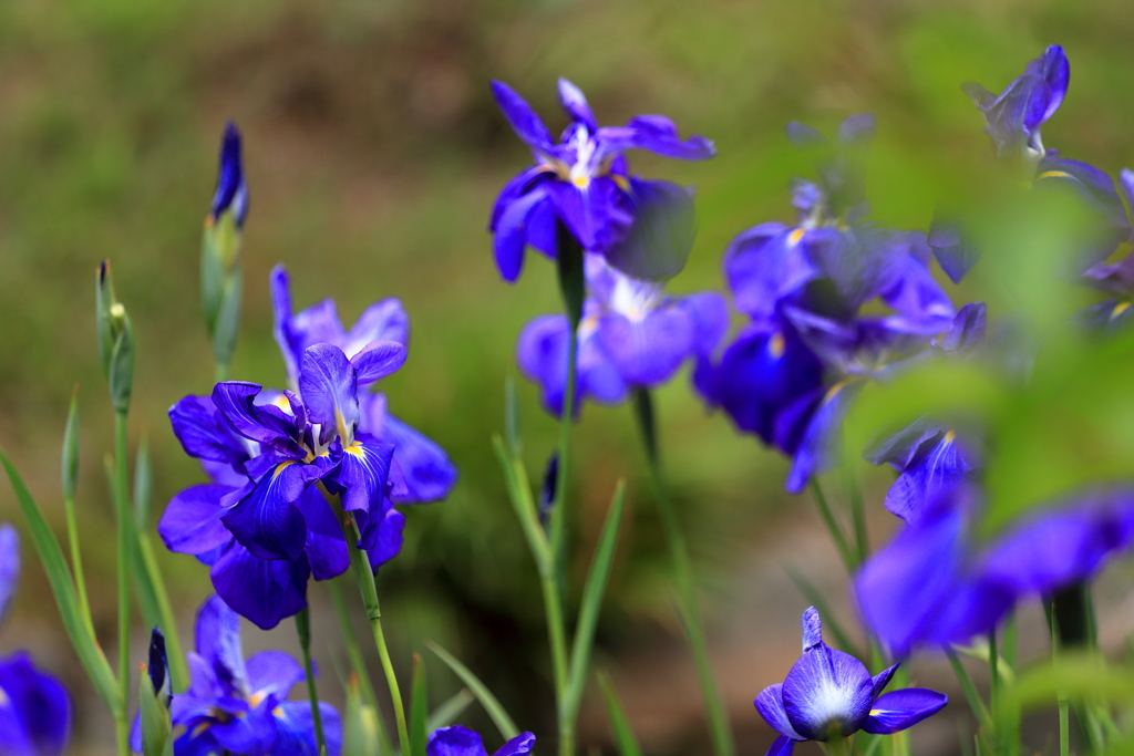 花菖蒲