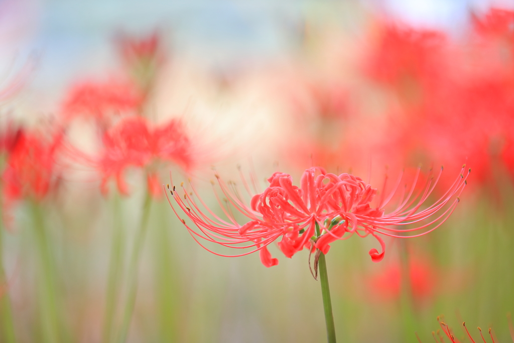 曼珠沙華