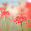 曼珠沙華