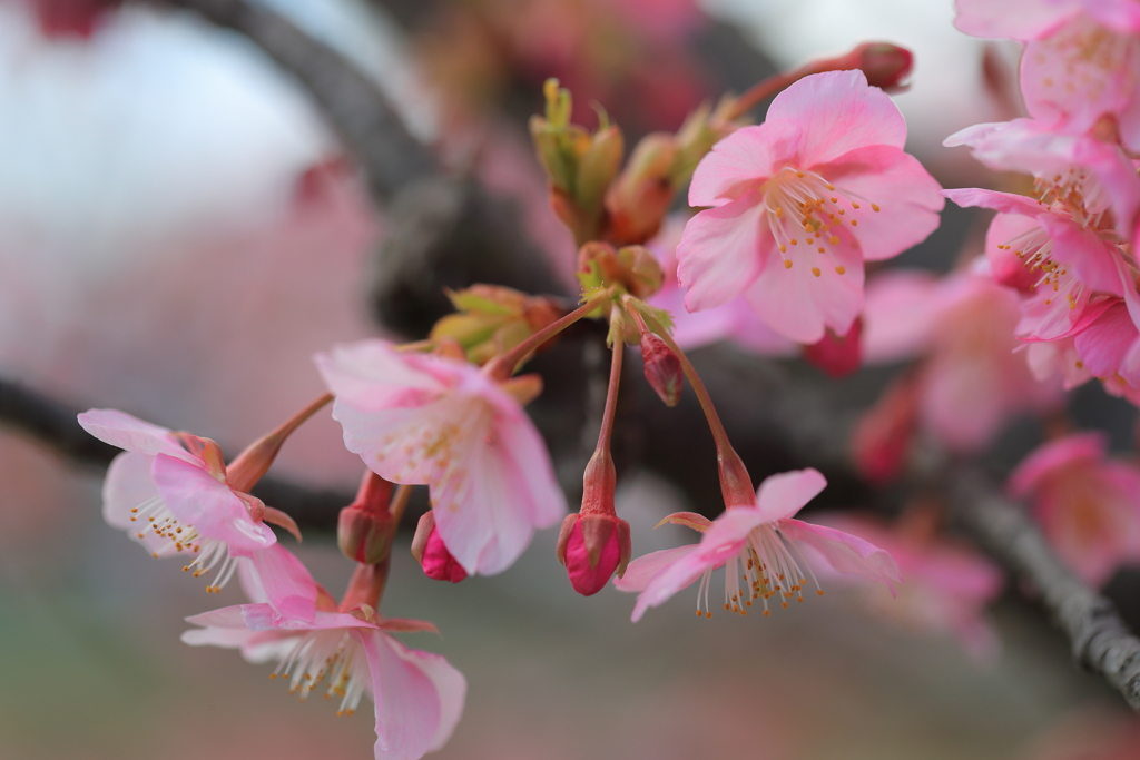河津桜